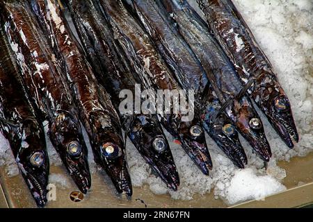 Schwarzer Degenfisch (Aphanopus carbo) Kopf, Zähne, Augen, Markthalle, Funchal, Madeira Island Stockfoto