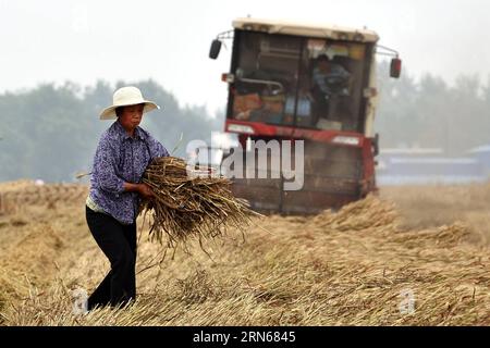 (150715) - ZHENGZHOU, Ein Bauer, sammelt Weizen im Dorf Ganhewan im Tanghe County in der Stadt Nanyang in der zentralchinesischen Provinz Henan, 28. Mai 2015. China erbrachte 141,066 Millionen Tonnen Sommerpflanzen, das sind 3,3 Prozent mehr als im letzten Jahr, laut Daten, die vom National Statistics Bureau am 15. Juli 2015 veröffentlicht wurden. ) (lfj) CHINA-2015 SUMMER CROPS-YIELD (CN) LixBo PUBLICATIONxNOTxINxCHN 150715 Zhengzhou ein Landwirt sammelt Weizen im Dorf Ganhewan im Tanghe County in der Stadt Nanyang, Zentralchina, Provinz S Henan, im Mai 28 2015 erzielte China 141 066 Millionen metrische Töne von Sommerkulturen mit einem Anstieg von 3 Prozent O Stockfoto