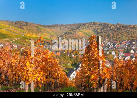 Weinberge mit Blick auf Uhlbach, Stuttgart, Baden-Württemberg, Deutschland, Stuttgart-Uhlbach, Baden-Württemberg, Deutschland Stockfoto