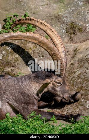 Porträt einer Ziege. Steinbock. Capra Steinbock, der die Augen schließt. Ein männliches Bouquetin ruht. Stockfoto