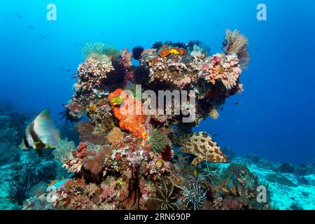 Korallenblock, verschiedene Untertiere (Invertebrata), Schwämme (Porifera) und Korallen, auf dem linken scharfmundlichen Fledermausfisch (Platax pinnatus), auf dem Stockfoto