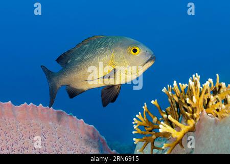 Schwarz-weiß-Schnapper (Macolor niger), Great Barrier Reef, UNESCO-Weltkulturerbe, Korallenmeer, Korallenmeer, Pazifik, Cairns, Queensland Stockfoto