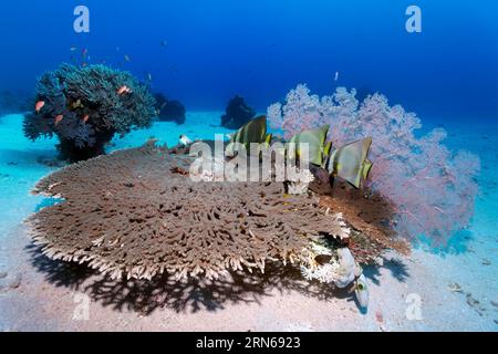 Dunkelblauer Fledermausfisch (Platax pinnatus), drei, über Akropora hyazinth Tischkoralle (Acropora hyacinthus), Gorgonien (Melithea) dahinter, Korallenblock mit Stockfoto