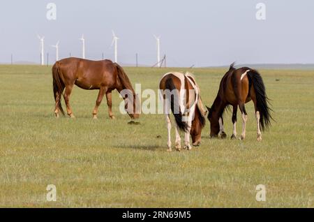 (150717) -- HOHHOT, 16. Juli 2015 -- Pferde grasen auf Xilamuren Weide in Darhan Muminggan United Banner, Nordchinas Innere Mongolei Autonome Region, 16. Juli 2015. Viele Touristen waren von der wunderschönen Landschaft und dem angenehmen Wetter angezogen. ) (hgh/lfj) CHINA-HOHHOT-GRASSLAND (CN) DingxGenhou PUBLICATIONxNOTxINxCHN 150717 Hohhot Juli 16 2015 Pferde Graz AUF Weide in Darhan Muminggan United Banner Nordchina S Innere Mongolei Autonome Region 16. Juli 2015 eine gute ANZAHL von Touristen zog die Region durch ihre schöne Landschaft und das angenehme Wetter HGH lfj CH an Stockfoto