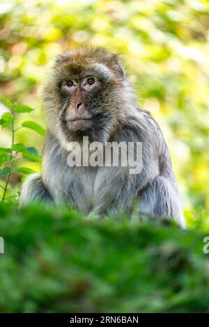 Barbary Macaque (Macaca sylvanus), Vorkommen in Marokko, Gefangenschaft, Rheinland-Pfalz, Deutschland Stockfoto