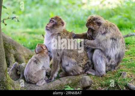 Barbary Macaque (Macaca sylvanus), Vorkommen in Marokko, Gefangenschaft, Rheinland-Pfalz, Deutschland Stockfoto