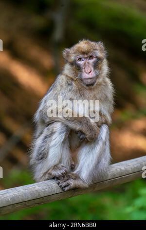 Barbary Macaque (Macaca sylvanus), Vorkommen in Marokko, Gefangenschaft, Rheinland-Pfalz, Deutschland Stockfoto