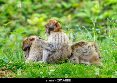 Barbary Macaque (Macaca sylvanus), Vorkommen in Marokko, Gefangenschaft, Rheinland-Pfalz, Deutschland Stockfoto