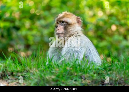 Barbary Macaque (Macaca sylvanus), Vorkommen in Marokko, Gefangenschaft, Rheinland-Pfalz, Deutschland Stockfoto