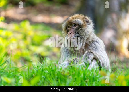 Barbary Macaque (Macaca sylvanus), Vorkommen in Marokko, Gefangenschaft, Rheinland-Pfalz, Deutschland Stockfoto