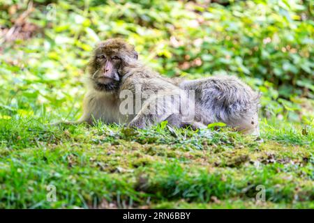 Barbary Macaque (Macaca sylvanus), Vorkommen in Marokko, Gefangenschaft, Rheinland-Pfalz, Deutschland Stockfoto