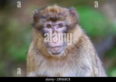 Barbary Macaque (Macaca sylvanus), Vorkommen in Marokko, Gefangenschaft, Rheinland-Pfalz, Deutschland Stockfoto