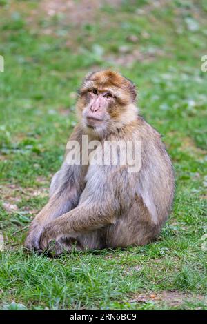 Barbary Macaque (Macaca sylvanus), Vorkommen in Marokko, Gefangenschaft, Rheinland-Pfalz, Deutschland Stockfoto