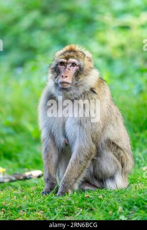 Barbary Macaque (Macaca sylvanus), Vorkommen in Marokko, Gefangenschaft, Rheinland-Pfalz, Deutschland Stockfoto