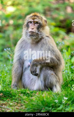 Barbary Macaque (Macaca sylvanus), Vorkommen in Marokko, Gefangenschaft, Rheinland-Pfalz, Deutschland Stockfoto