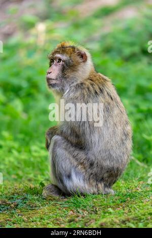 Barbary Macaque (Macaca sylvanus), Vorkommen in Marokko, Gefangenschaft, Rheinland-Pfalz, Deutschland Stockfoto