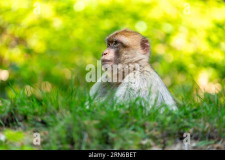 Barbary Macaque (Macaca sylvanus), Vorkommen in Marokko, Gefangenschaft, Rheinland-Pfalz, Deutschland Stockfoto