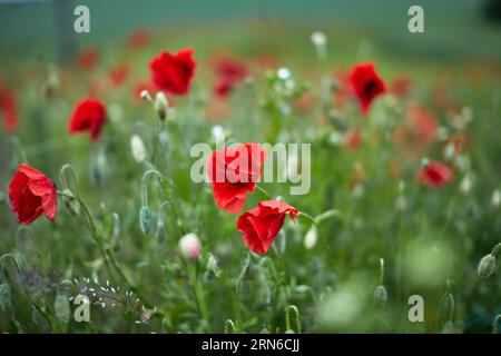 A field of wild red poppies and other flowers. Stockfoto