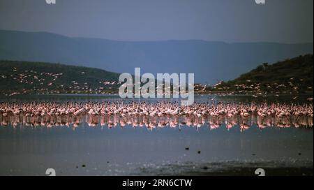 Am 19. Juli 2015, dem flachen Wasser des Bogoria-Sees in Kenia, werden Flamingoschwärme gesichtet. Der Bogoria-See ist ein salzhaltiger und alkalischer See im Great Rift Valley in Ostafrika. Nach der Regenzeit ziehen Zehntausende Flamingos in das Seengebiet, was es zu einem malerischen Blick in rosa Farbe macht. ) KENIA-SEE BOGORIA-FLAMINGOS TianxGuangyu PUBLICATIONxNOTxINxCHN Herde von Flamingos sind Seen AM flachen Wasser des Bogoria-Sees in Kenia 19. Juli 2015 Bogoria-See IST eine Saline und Alkaline Lake Thatcher liegt im Great Rift Valley in Ostafrika nach der Regenzeit Zehntausender Stockfoto