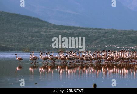 Flamingos sind am 19. Juli 2015 im Bogoria-See in Kenia zu sehen. Der Bogoria-See ist ein salzhaltiger und alkalischer See im Great Rift Valley in Ostafrika. Nach der Regenzeit ziehen Zehntausende Flamingos in das Seengebiet, was es zu einem malerischen Blick in rosa Farbe macht. ) KENIA-BOGORIA-FLAMINGOS-SEE TianxGuangyu PUBLICATIONxNOTxINxCHN Flamingos sind Seen im Bogoria-See in Kenia 19. Juli 2015 Bogoria-See IST eine Saline und Alkaline Lake Thatcher liegt im Great Rift Valley in Ostafrika nach der Regenzeit ziehen Zehntausende Flamingos in das Seengebiet und machen ES zu Bildern Stockfoto