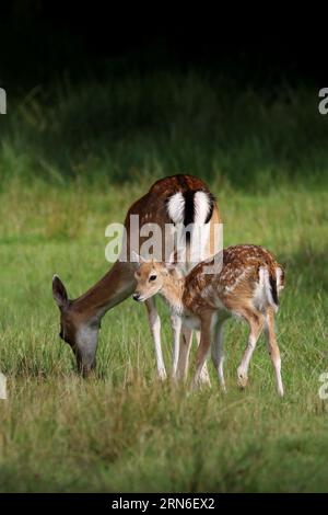 Damhirsch (Dama Dama) Stockfoto