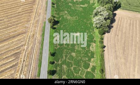 Feldwühlmaus gemeine Microtus arvalis Katastrophe hat die Alfalfa Medicago sativa lucerne Drohnenblüten von kurzen Tai befallen Stockfoto