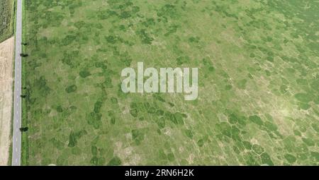 Feldwühlmaus gemeine Microtus arvalis Katastrophe hat die Alfalfa Medicago sativa lucerne Drohnenblüten von kurzen Tai befallen Stockfoto