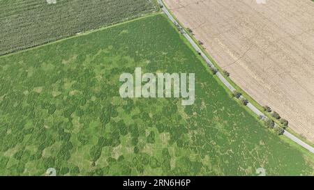 Feldwühlmaus gemeine Microtus arvalis Katastrophe hat die Alfalfa Medicago sativa lucerne Drohnenblüten von kurzen Tai befallen Stockfoto