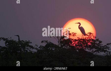 (150803) -- DUCHANG, 2. August 2015 -- ein Reiher wird bei Sonnenuntergang am Ufer des Poyang-Sees im Duchang County in der ostchinesischen Provinz Jiangxi gesehen, 2. August 2015. ) (lfj) CHINA-JIANGXI-EGRET (CN) FuxJianbin PUBLICATIONxNOTxINxCHN 150803 DUCHANG 2. Aug 2015 To Egret IS lakes AT Sunset AM Ufer des Poyang Lake in DUCHANG County East China S Jiangxi Province 2. Aug 2015 Stockfoto