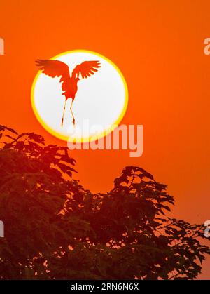 (150803) -- DUCHANG, 2. August 2015 -- ein Reiher fliegt bei Sonnenuntergang am Ufer des Poyang-Sees im Duchang County, ostchinesische Provinz Jiangxi, 2. August 2015. ) (lfj) CHINA-JIANGXI-EGRET (CN) FuxJianbin PUBLICATIONxNOTxINxCHN 150803 DUCHANG 2. August 2015 nach Egret FLIEGT BEI Sonnenuntergang AM Ufer des Poyang-Sees im DUCHANG-Kreis Ostchina S Jiangxi-Provinz 2. August 2015 lfj China Jiangxi Egret CN FuxJiATICTIOxBLINN Stockfoto