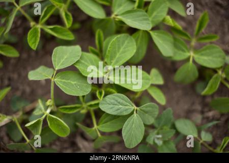 Hellgrüne Sojabohnenblätter. Das Wachstum der Leguminosen. Soja wächst auf dem Feld. Stockfoto