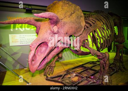 WASHINGTON DC, USA – im Smithsonian National Museum of Natural History wird Ein Triceratops-Skelett ausgestellt. Das Fossil stellt eine der letzten Dinosaurierarten dar, die in der Kreidezeit lebten. Dieser legendäre dreihörnige Dinosaurier ist Teil der umfangreichen paläontologischen Sammlung des Museums. Stockfoto