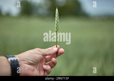 Ein grünes Maisohr in der Hand eines Mannes. Stockfoto