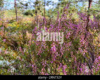 heideflächen im nördlichen Kiefernwald. Rosafarbene Brere-Blüten. Stockfoto