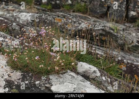 Pinkfarbene Blumen, die auf Felsen am Strand in schottland wachsen Stockfoto