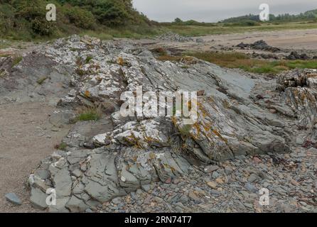 Felsige Flechten bedeckten zerklüftete Schieferfelsen, die aus dem groben Sand ragen Stockfoto