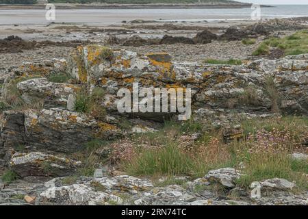 Felsige schottische Küste mit Felsen, Algen und Licihen, die über eine Bucht blicken Stockfoto