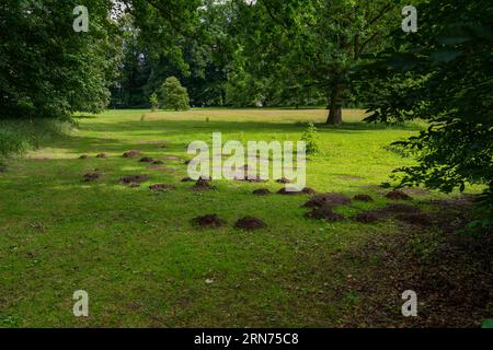 Maulwürfe im Gras zerstören den gleichmäßigen Rasen im Garten und die Bäume im Rasen Stockfoto