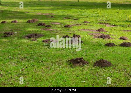 Nahaufnahme der Maulwurfshügel im Gras zerstört den gleichmäßigen Rasen im Garten. Stockfoto