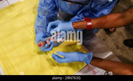 (150819) -- KUALA LUMPUR, 19. August 2015 () -- Mitarbeiter kümmern sich am 19. August 2015 in Kuala Lumpur, Malaysia um ein riesiges Pandabad. Ein riesiger Panda aus China brachte ein Jungtier in Malaysia zur Welt, sagte Premierminister Najib Razak am Dienstag. Liang Liang kam im vergangenen Jahr mit einem zehnjährigen Darlehen zum 40. Jahrestag der Aufnahme diplomatischer Beziehungen zwischen China und Malaysia zusammen mit einem männlichen Riesenpandeur Xing Xing nach Malaysia. () MALAYSIA-KUALA LUMPUR-GIGANT PANDA Xinhua PUBLICATIONxNOTxINxCHN 150819 Kuala Lumpur, 19. August 2015 Mitarbeiter kümmern sich um ein großes Panda-JUNGTIER in Kuala Lum Stockfoto