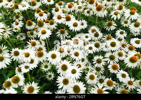 Echinacea purpurea 'White Swan' (Coneflower). Stockfoto