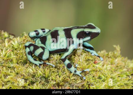 Grün-schwarzer Giftpfeilfrosch oder grün-schwarzer Giftpfeilfrosch, Dendrobates auratus, alleinstehender Erwachsener, der sich auf moosigem Boden ruht, Costa Rica Stockfoto