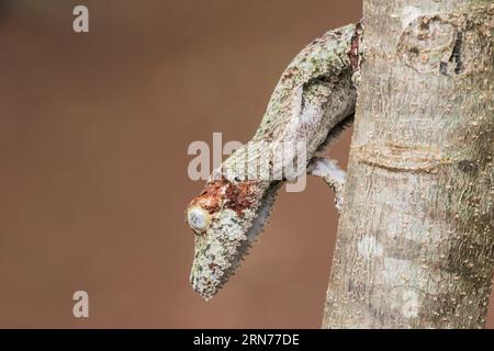 Laubschwanz-Gecko oder Flachschwanz-Gecko, Uroplatus fimbriatus, einzelner Erwachsener, der auf einem Baumzweig ruht, Amber Mountain, Madagaskar Stockfoto
