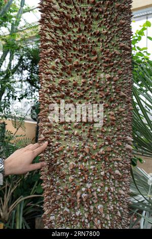 Chorisia speciosa. Dicker Dornbaumstamm von Ceiba speciosa im belgischen Nationalgarten in Meise (Pachthof in de nationale Plantentuin van B Stockfoto