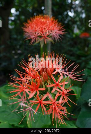 Scadoxus multiflorus (ehemals Haemanthus multiflorus) ist eine bauchige Pflanze, die in den meisten Ländern südlich der Sahara von Senegal über Somalia bis Südafrika beheimatet ist Stockfoto