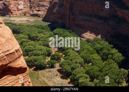 Cottonwoord im Black Rock Canyon vom Antelope House Blick auf den North Rim Drive des Canyon de Chelly National Monument - Navajo Indian Reservatio Stockfoto