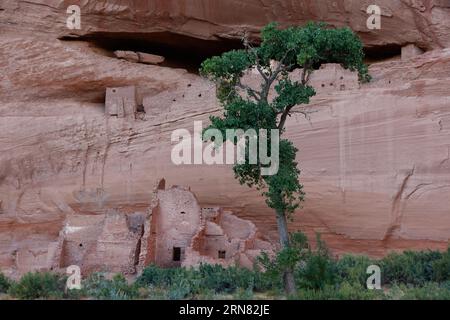 White House Ruin wurde von den Anasazi im Bottom Canyon de Chelly National Monument, Navajo Indian Reservation, Arizona, erbaut Stockfoto