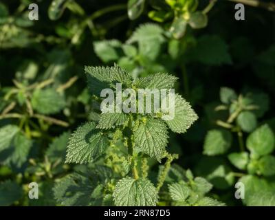 Eine Brennnesselpflanze in voller Blüte in der Sonne im Sommer Stockfoto