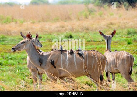 Vögel ruhen auf dem Rücken eines Kudus im Moremi Game Reserve des Okavango Delta, Nordwesten Botswanas, 11. Oktober 2015. Das Okavango-Delta in Botswana wurde 2014 als 1.000 Stätten in die Liste des Weltkulturerbes aufgenommen. Das Delta, etwa 40 Kilometer von den Tsodilo Hills entfernt, umfasst permanente Sumpfgebiete und saisonal überflutete Ebenen. Es ist eines der wenigen großen inneren Delta-Systeme, die nicht in ein Meer oder Ozean fließen, mit einem Feuchtland-System, das fast intakt ist. ) BOTSWANA-OKAVANGO DELTA-WELTERBELISTE LyuxTianran PUBLICATIONxNOTxINxCHN Vögel ruhen AUF der Rückseite eines Kudu in Moremi Game Reser Stockfoto