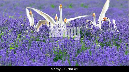 (151020) -- PEKING, 20. Oktober 2015 -- undatierte Datei Foto zeigt Gänsestücke in den Lavendelplantagen im Huocheng County, nordwestchinesische Xinjiang Uygur Autonomous Region. (wyo) CHINA-XINJIANG-HUOCHENG-LANDSCHAFT (CN) ChenxJianli PUBLICATIONxNOTxINxCHN Peking OKT 20 2015 undatierte Datei Foto zeigt Gänse spielen in den Lavendelplantagen im Huocheng County Nordwesten Chinas S Xinjiang Uygur Autonome Region wyo China Xinjiang Huocheng Landschaft CN ChenBLxJixBLINN Stockfoto